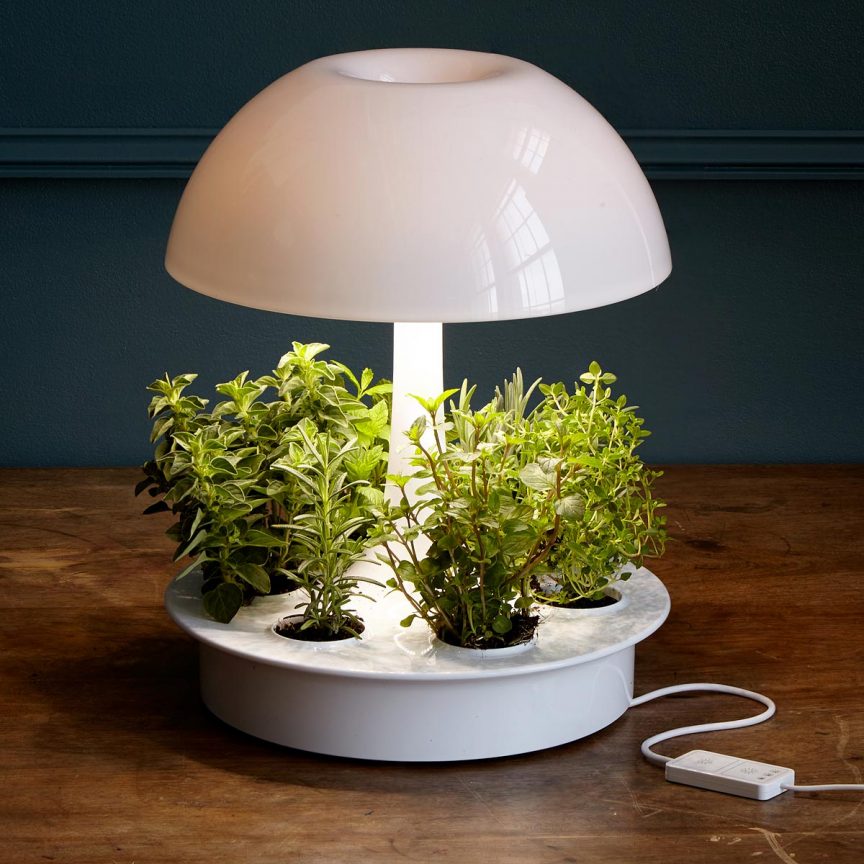 Can You Grow Plants Without Sunlight, Natural Sun Lamp For Plants