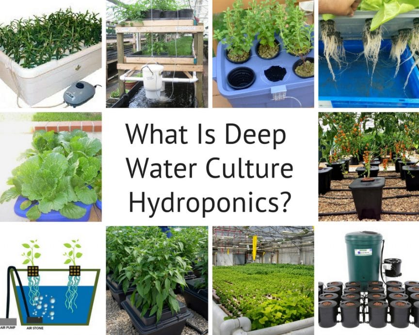 What is deep water culture hydroponics?