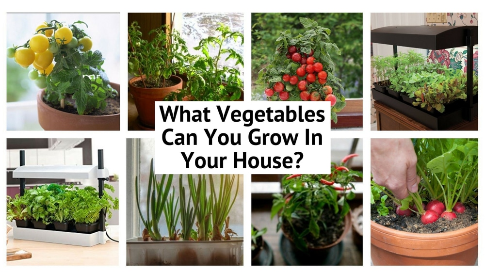 Grow Vegetables Indoors - Easy Guide - Smart Garden Guide