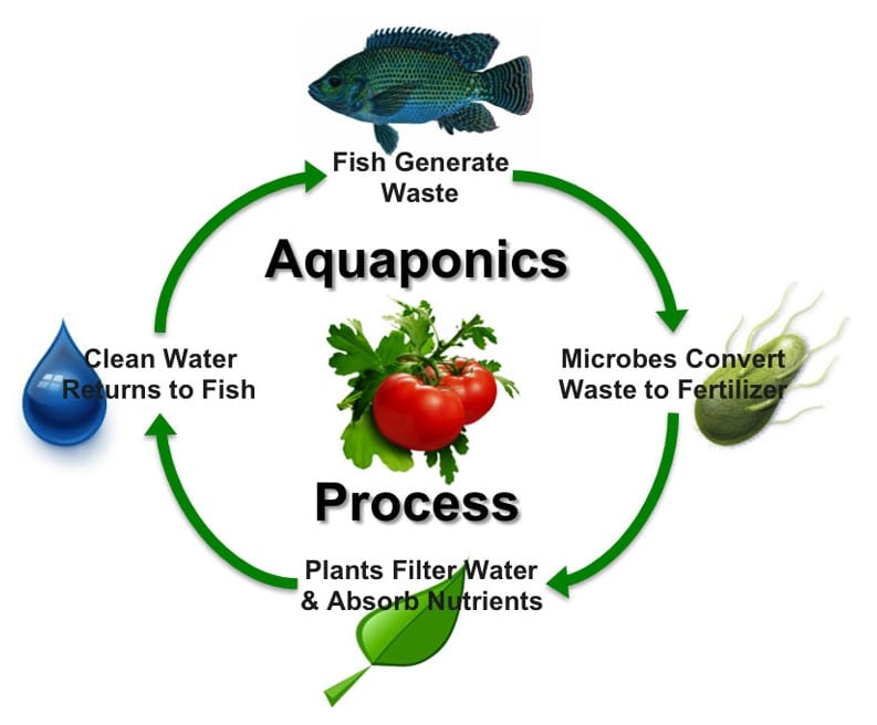 aquaponics nitrogen cycle