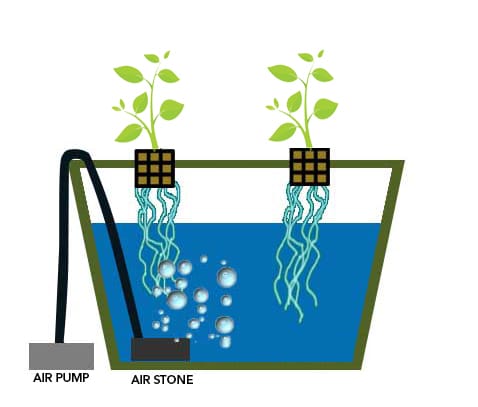 What Is Deep Water Culture Hydroponics Smart Garden Guide - Diy Deep Water Culture System