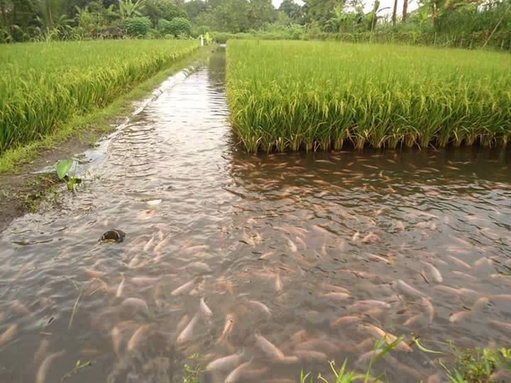 fish and rice cultivation aquaculture and aquaponics