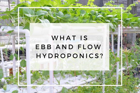 what is ebb and flow hydroponics