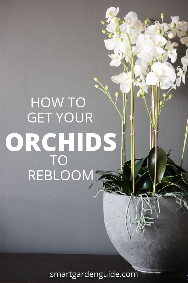how to make phalaenopsis orchid rebloom