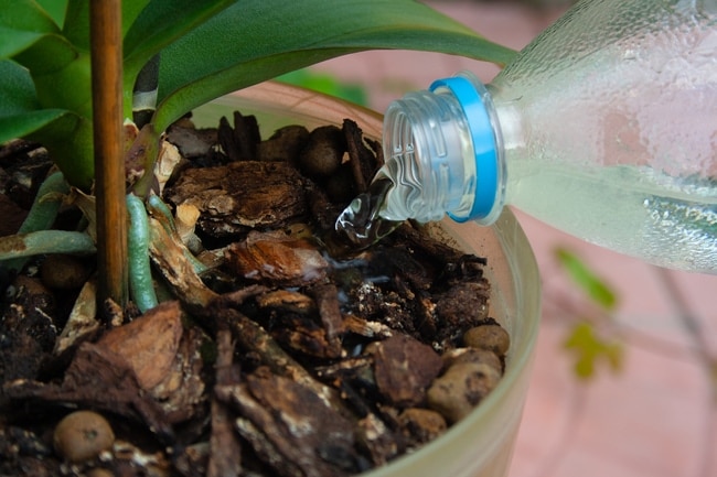 phalaenopsis orchid care for beginners watering