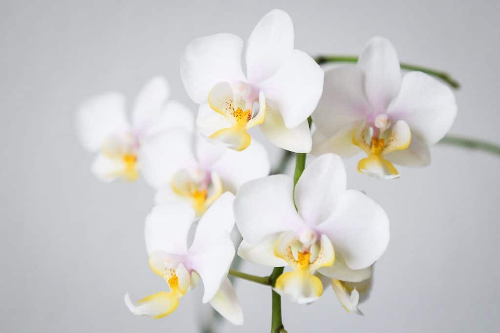 white phalaenopsis orchid