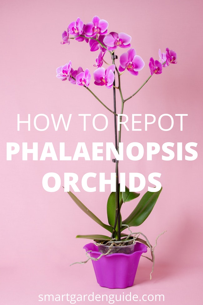how to repot phalaenopsis orchids