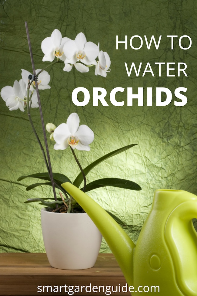 how to water phalaenopsis orchids