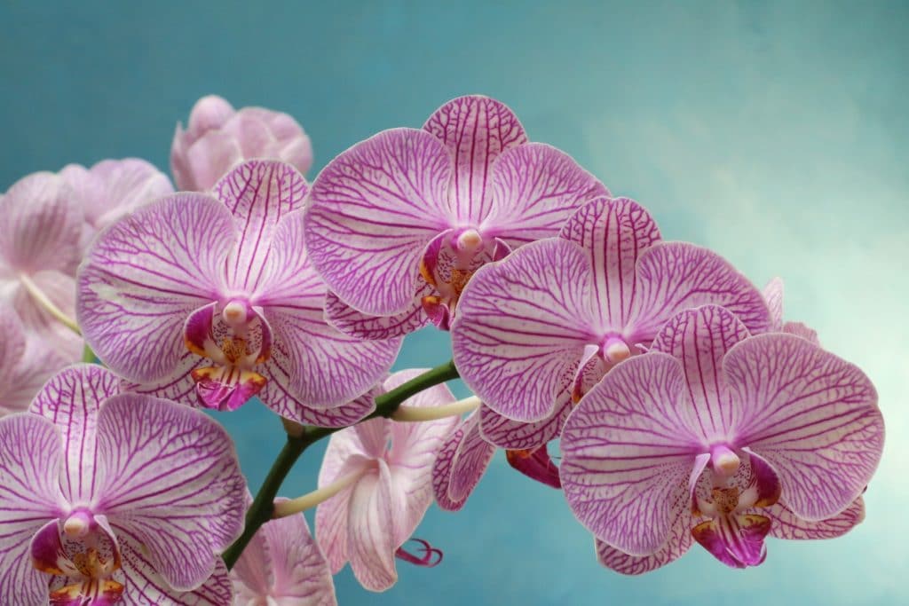 how to water orchids