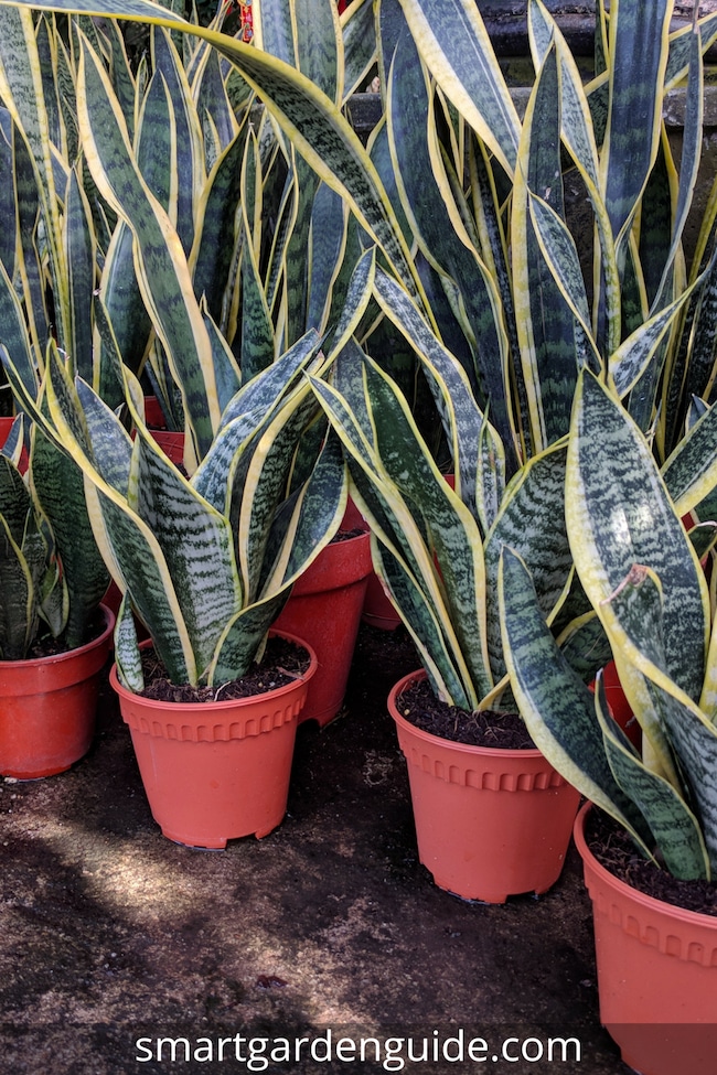 Snake Plant Care Top Tips For Growing Sansevieria Smart Garden Guide,Crate Training A Puppy Crying