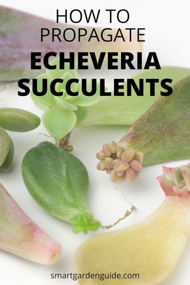how to propagate echeveria succulents