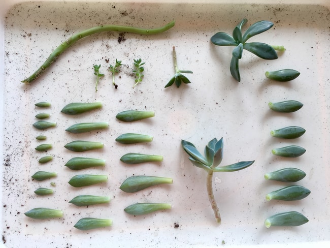 how to propagate echeveria succulents