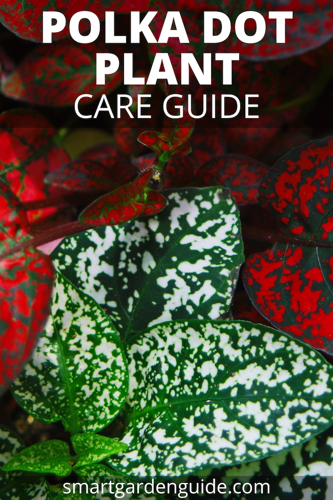 Polka Dot Plant Care Hypoestes Phyllostachya Smart Garden Guide,How Long Do You Boil An Egg For Egg Salad