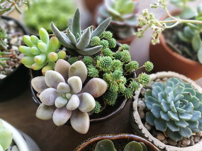 How To Care For Succulents Indoors - Smart Garden Guide