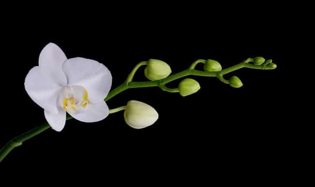 how to make phalaenopsis orchids rebloom