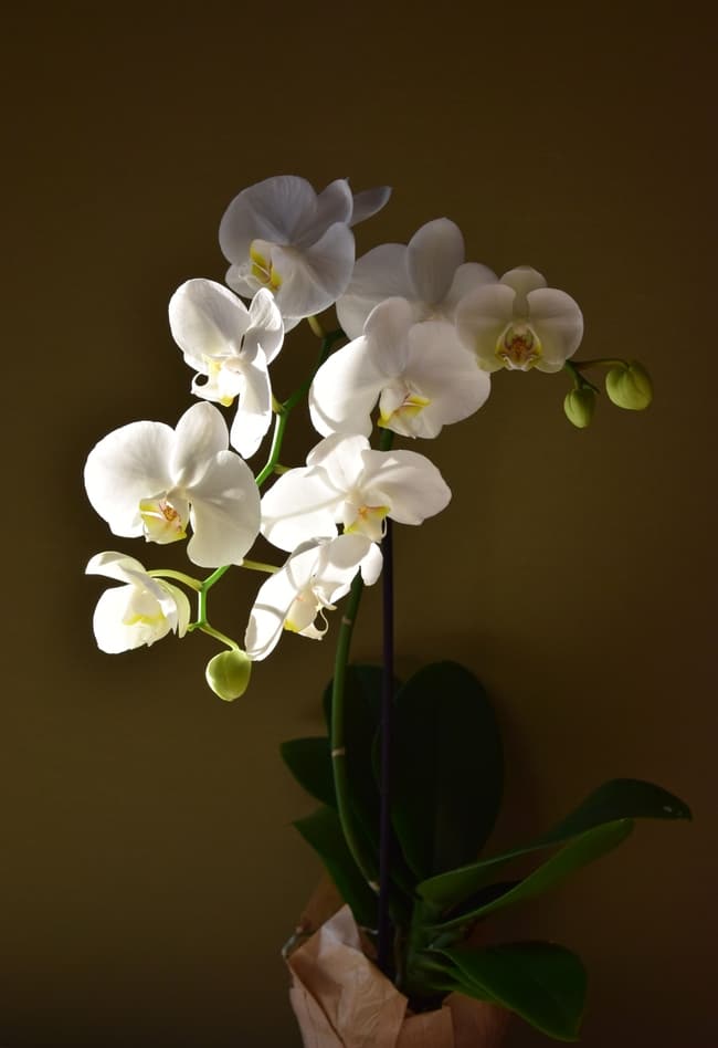 how long do orchids bloom