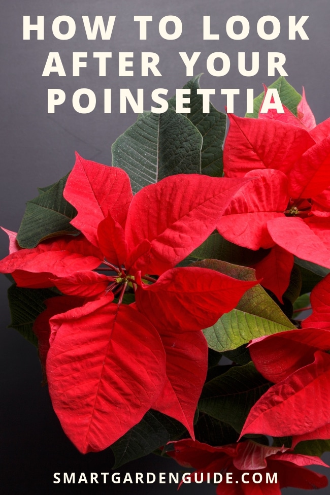 Poinsettia Plant Care How To Look After Your Poinsettia Smart Garden Guide,What Is Caramel Made Out Of