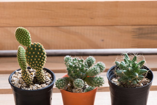 what is the difference between succulents and cacti