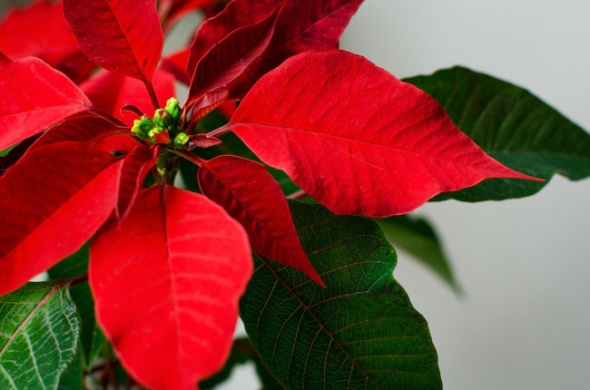 Poinsettia Plant Care How To Look After Your Poinsettia Smart Garden Guide,What Are Potstickers Wrapped In