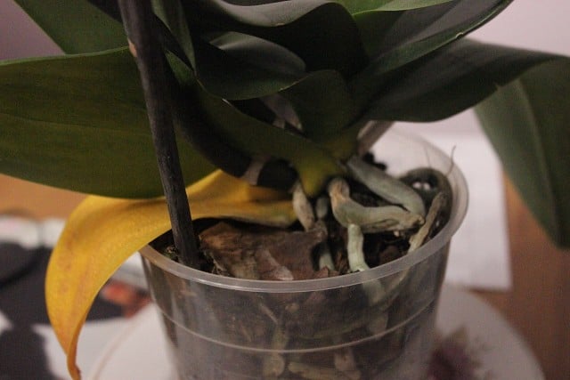 why are the leaves on my orchid turning yellow natural leaf death