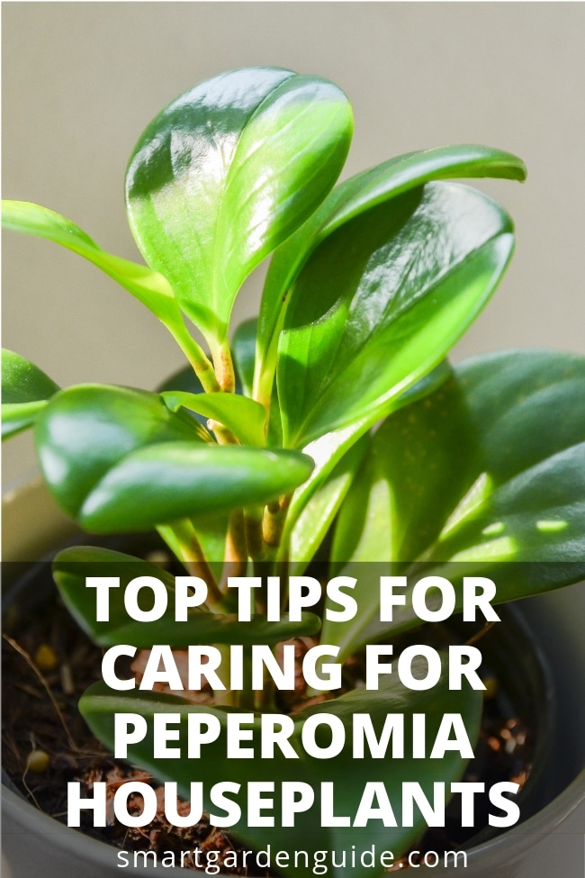 how do i take care of a peperomia plant