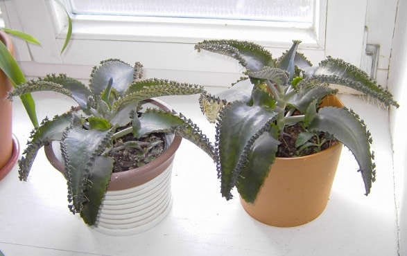 how to care for mother of thousands
