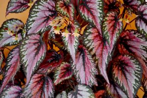 Rex Begonia Care Indoors (Simple Tips For Success) - Smart Garden Guide