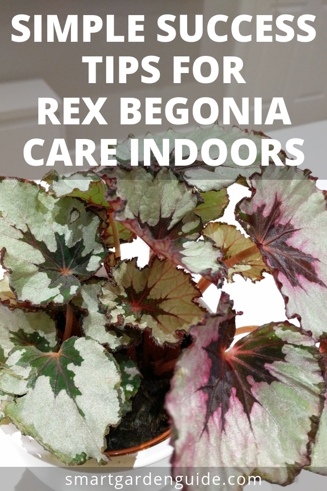 rex begonia care indoors