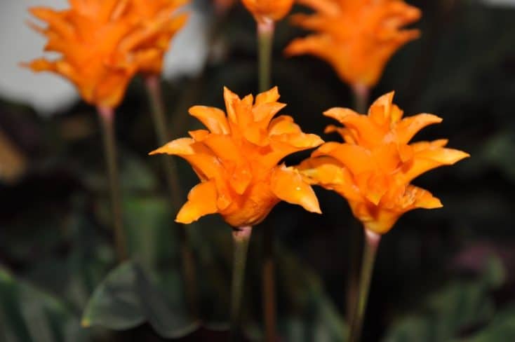 how to care for calathea crocata eternal flame plant