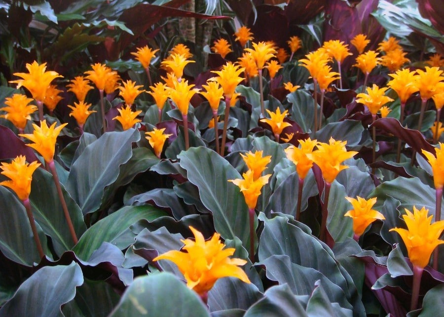 how to care for calathea crocata eternal flame plant