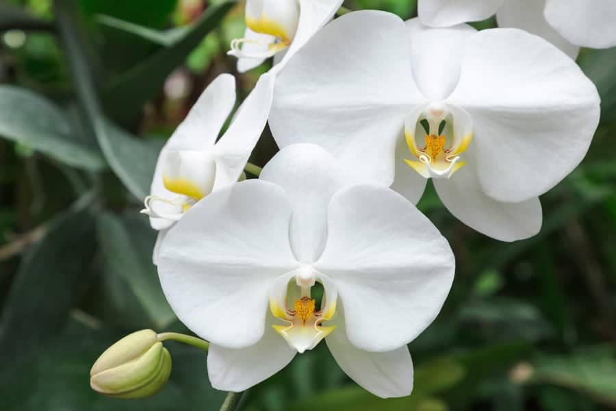 are orchids good gifts