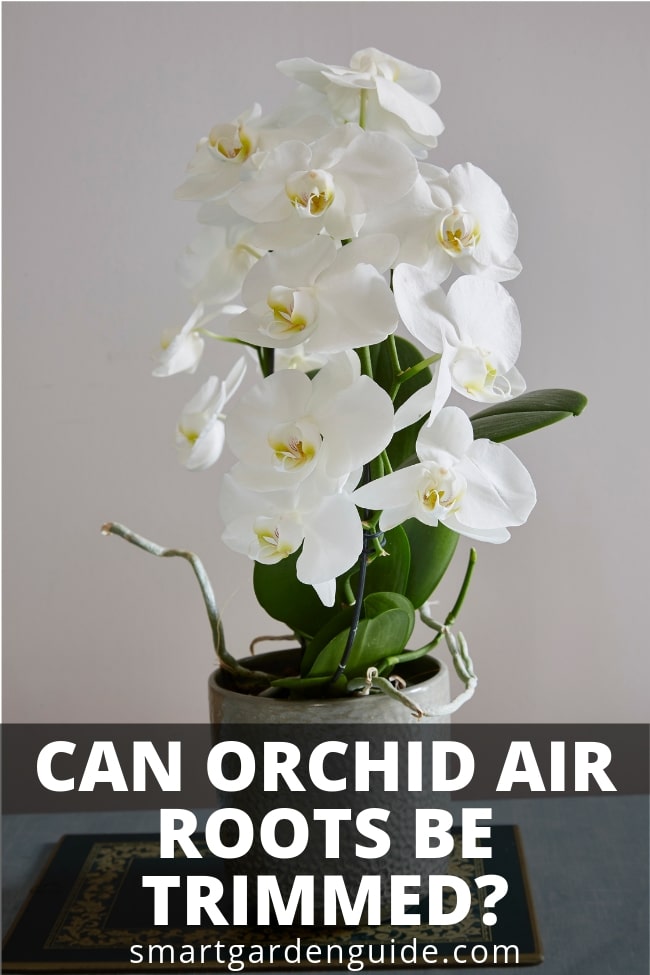 can orchid air roots be trimmed
