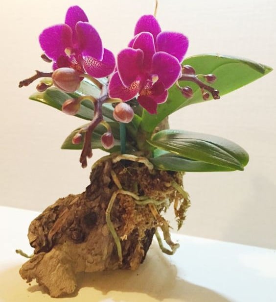 can orchid air roots be trimmed