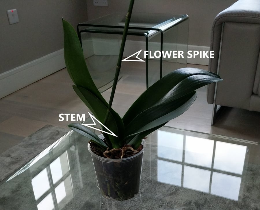 do you trim orchid stems