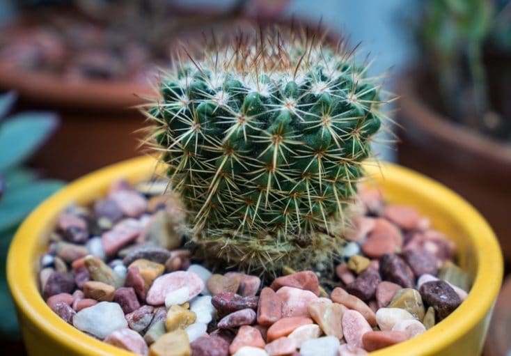 how fast do cactus grow