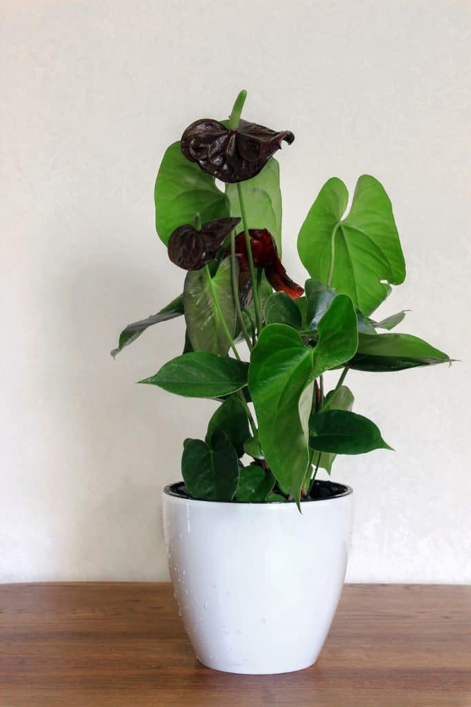 How To Care For Anthurium The Easy Way Flamingo Flower Smart Garden Guide