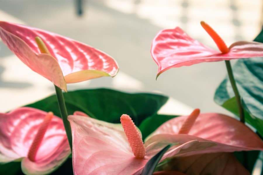 how to care for anthurium flamingo flower