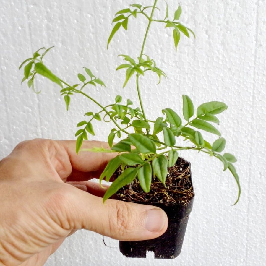 how to grow jasmine indoors
