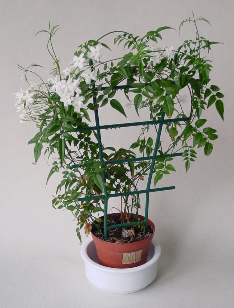 how to grow jasmine indoors