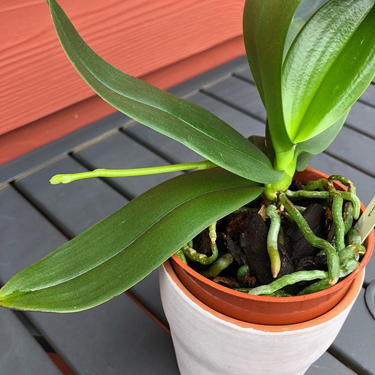 How To Stake An Orchid With Pictures