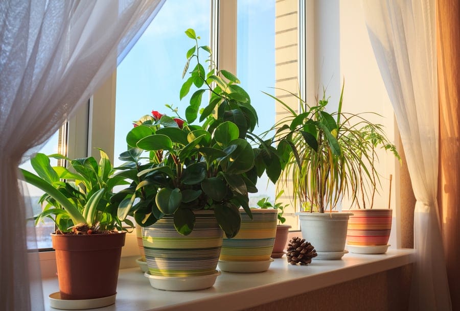 how to water indoor plants while on vacation