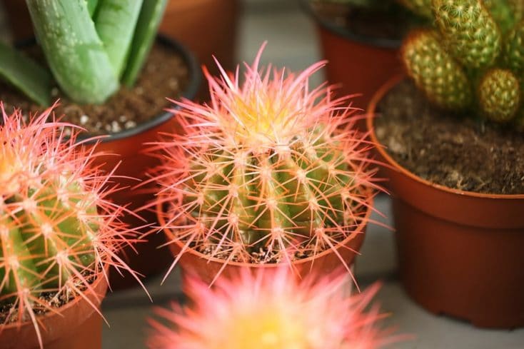 what soil do cactus need