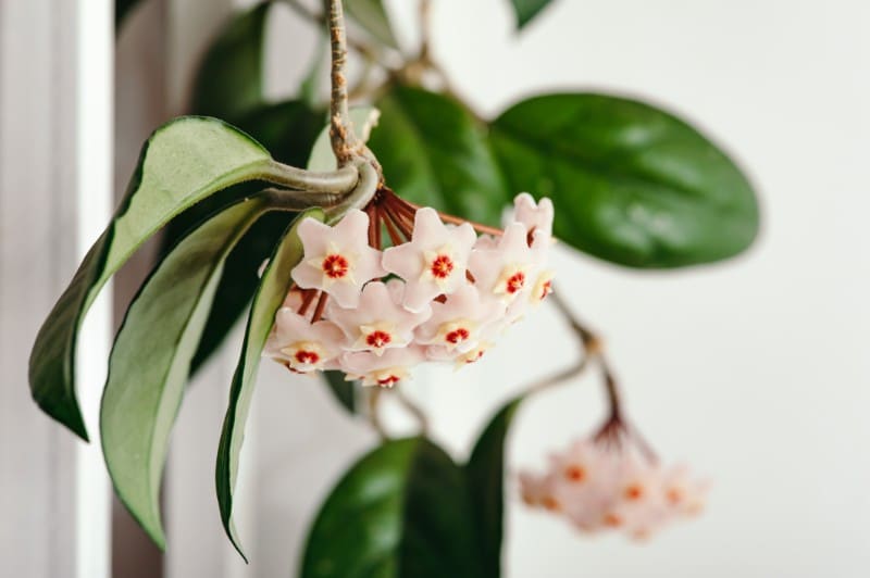 17 beautiful houseplants safe for cats