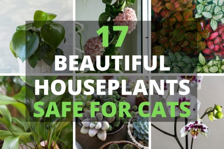 ¿Qué plantas de interior son tóxicas para los gatos?