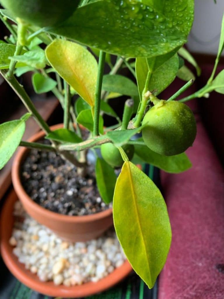 How To Care For An Indoor Orange Tree yellow leaves