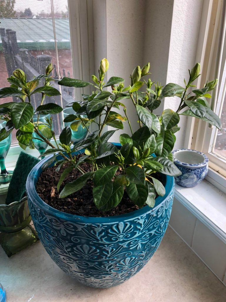 grow gardenias indoors
