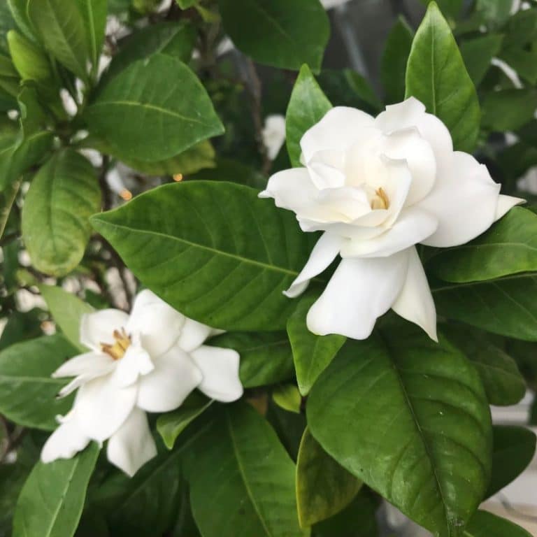 How To Grow Gardenias Indoors (Top Care Tips) Smart