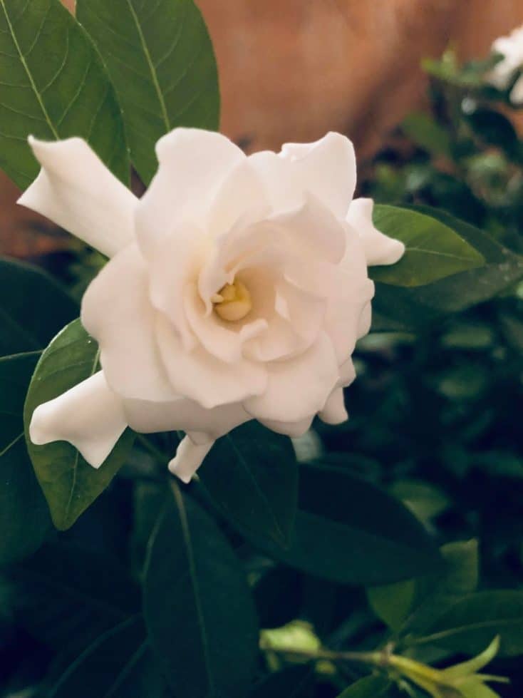 How To Grow Gardenias Indoors (Top Care Tips) Smart Garden Guide