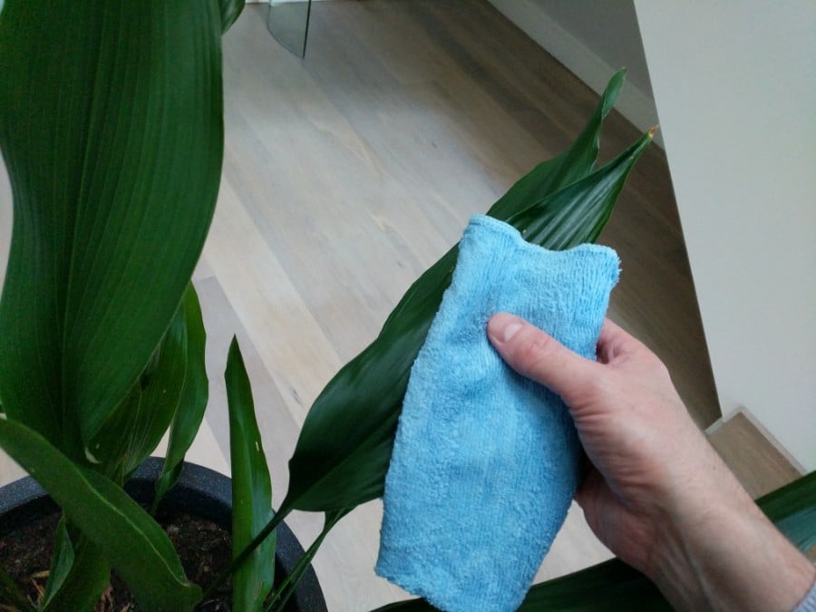 how do you clean indoor plant leaves