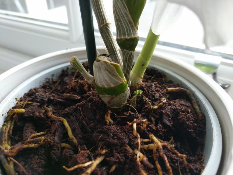ORCHID PLANT Dendrobuim 2nd Love Seedling No Pot 